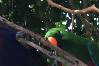 Breakfast with birds Port Douglas
